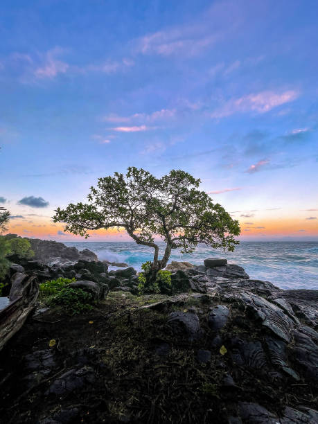 Photo of Banyan tree in front of stunning sunset