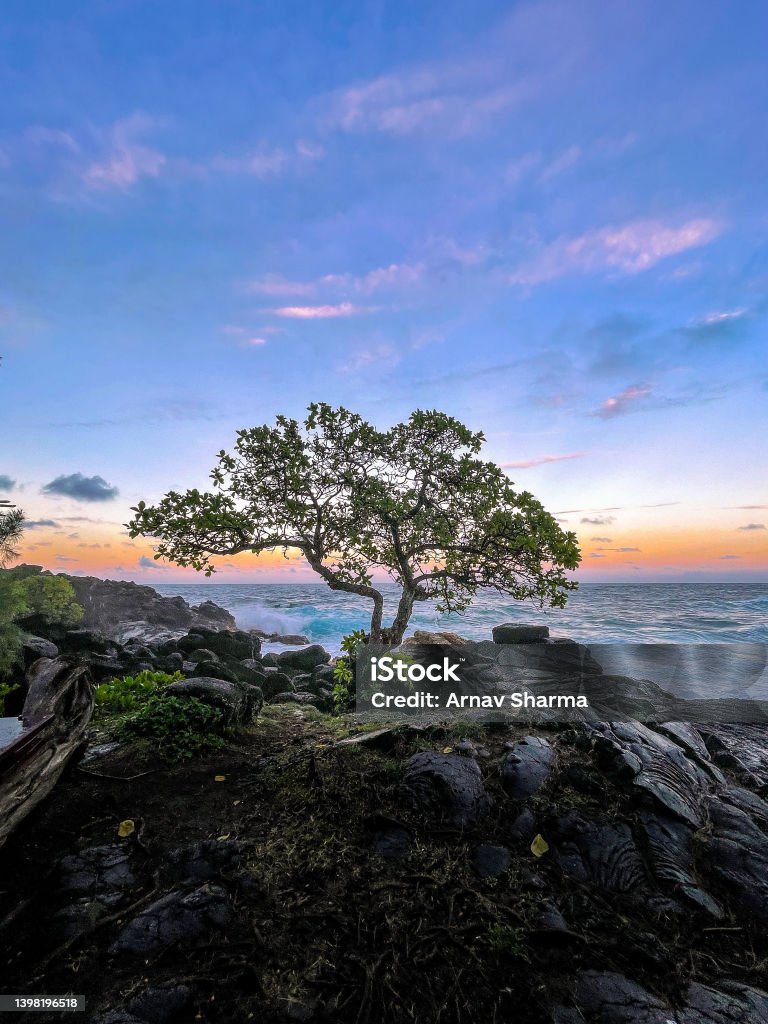 Banyan tree in front of stunning sunset Beautiful Hawaiian banyan tree over lava rocks in front of a tropical sunset and breaking waves Resilience Stock Photo