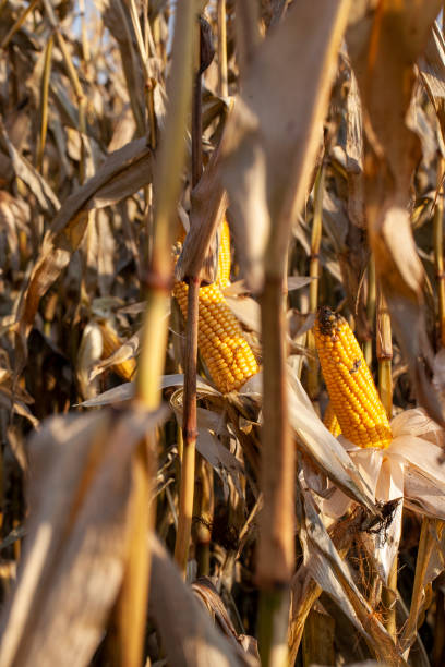 istock yellow ripe corn fruits in summer 1398197442