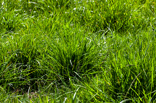 green grass in the summer, simple plain grass weeds on the field in the summer season