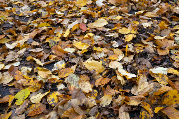istock fallen foliage in autumn during leaf fall in cloudy weather 1398197495
