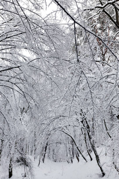 istock deciduous trees covered with snow in winter 1398197512