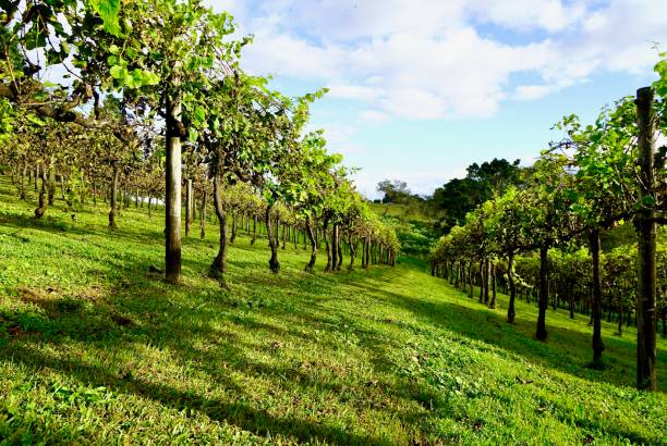 istock Vineyard, Blackall Range, Montville, Queensland 1398197531