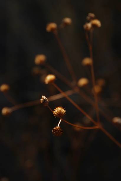 istock Unknown Dried Flower in Golden Desert Light in Arizona 1398198255