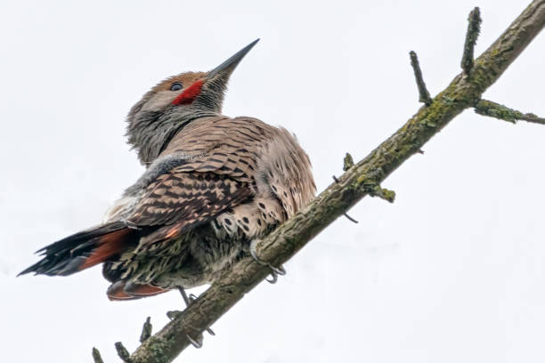 Northern Flicker perched on a tree branch, Delta, BC, Canada