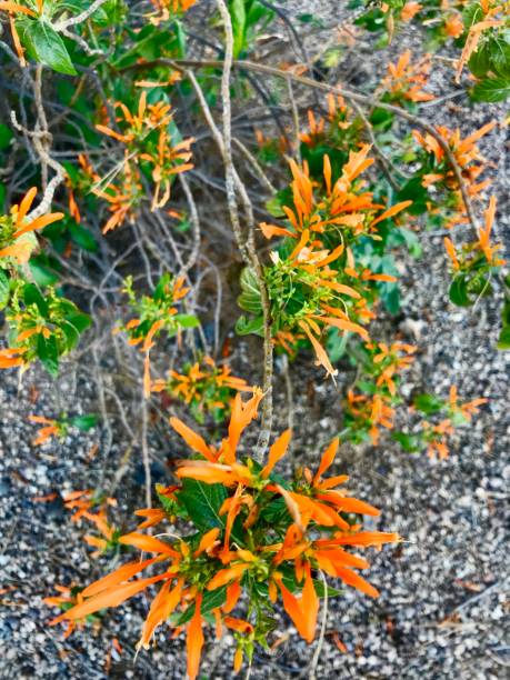 istock Orange Flowered Mexican Honeysuckle in Tucson, AZ, USA 1398200073