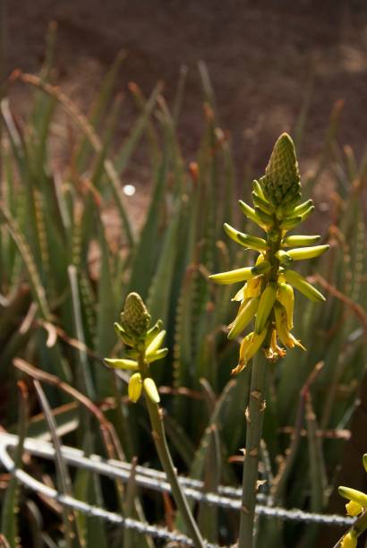 istock Yellow Flowered Aloe in Tucson, Arizona 1398200184