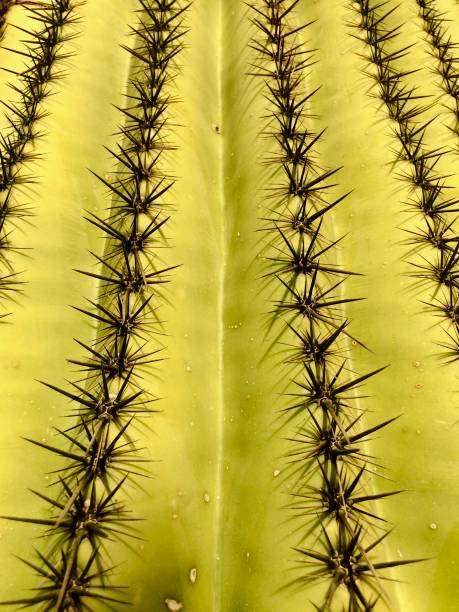 istock Saguaro Cactus Closeup of Spines 1398201330
