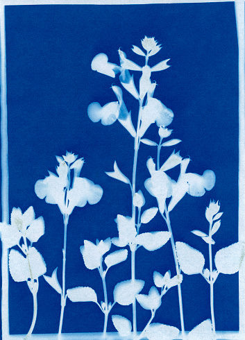 Cyanotype print of baby sage, Salvia microphylla.