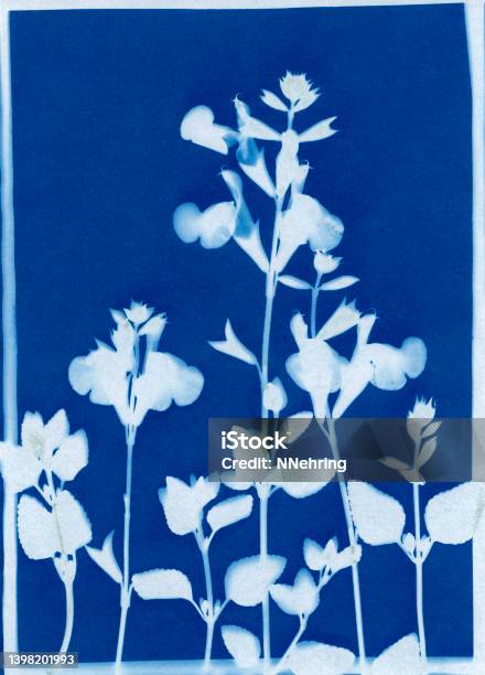 Cyanotype Print Of Baby Sage Salvia Microphylla Stock Photo - Download Image Now - Flower, Cyanotype, Blueprint