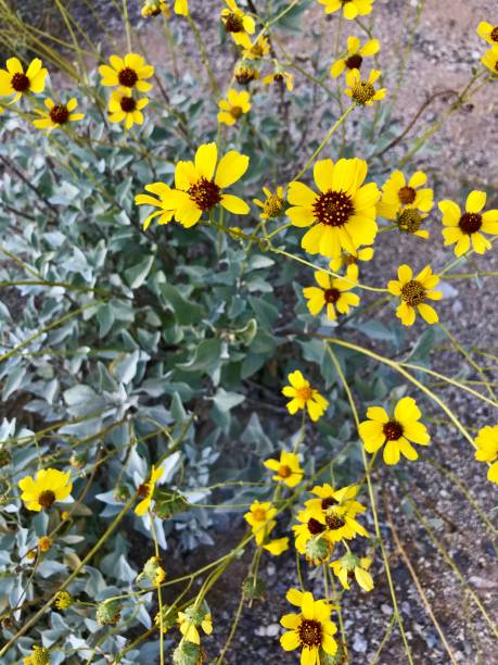 brittlebush a fioritura gialla nel deserto dell'arizona - brittlebush foto e immagini stock