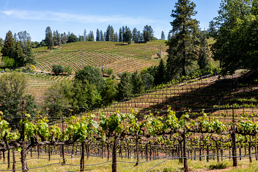 El Dorado County Vineyard,  Yellowed rolling hills and trees in background with grape vines planted in foreground.  Grape vines running at an angle across shot.  2 of 2