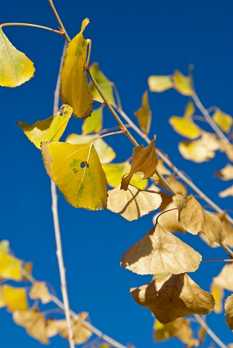 Yellow Leaf Cottonwood Tree and Blue Sky