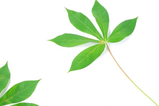 cassava leaves isolated on a white background