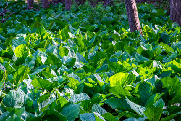 A mass Skunk Cabbage growing with vibrant Green Leaves