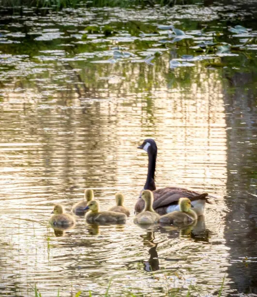Photo of Canadian Goose with Goslings