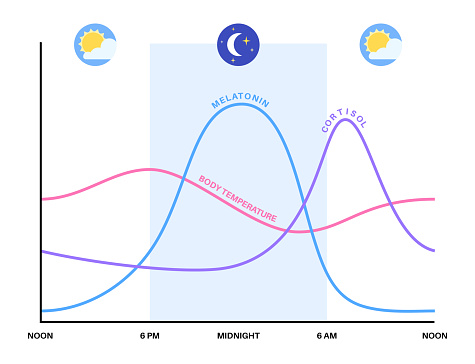 Circadian rhythm infographic poster. Melatonin and cortisol are produced in human brain. Colorful diagram of circadian cycle. Night day life balance. Sleep wake cycle chart flat vector illustration.