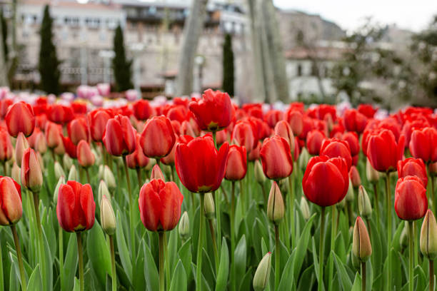 istock Flowerbed with red tulips in city park 1398204782