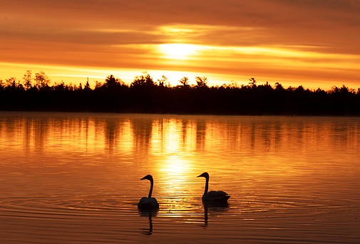 .Marl Lake Swan Golden Sunrise