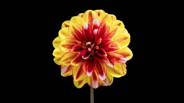 4K Time Lapse of blooming red yellow Dahlia