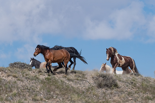 Wild horse (mustang) chase on mesa at wild horse reserve near Cody, Wyoming in western United States of America (USA).