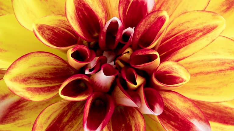 Time Lapse of blooming red yellow Dahlia