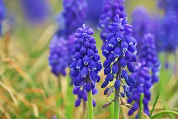 Muscari
Muscari