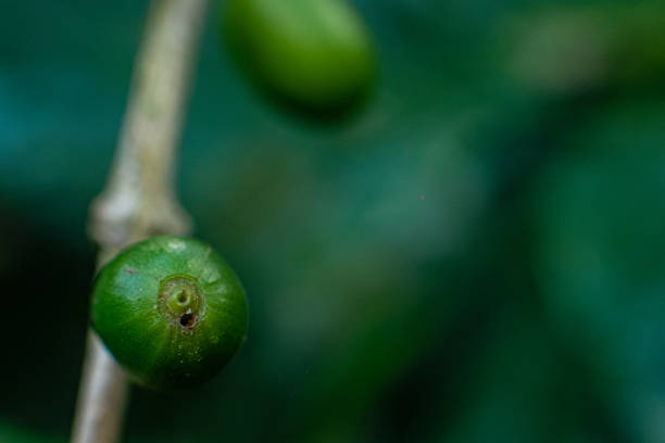 istock immature coffee cherry infected with Hypothenemus hampei 1398210149