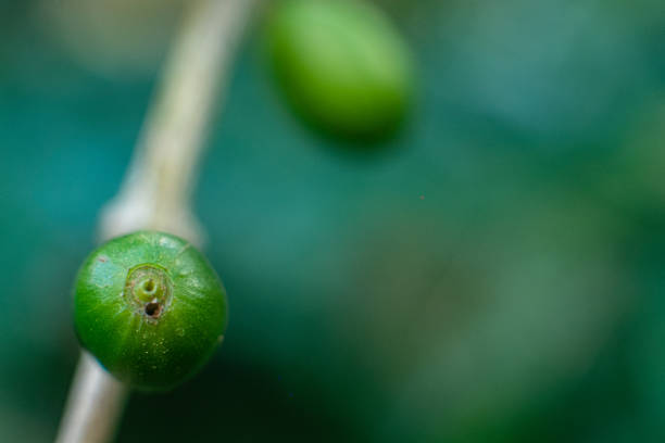 istock immature coffee cherry infected with Hypothenemus hampei 1398211083