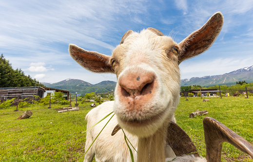 A cute close up of a goat in a farm field on a sunny day.