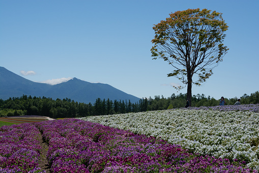 Summer flower fields and the Tokachi Mountain Range