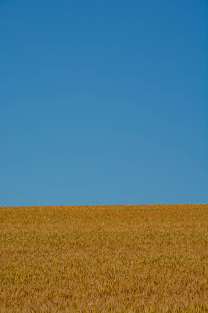 istock Golden wheat field and blue sky 1398214974
