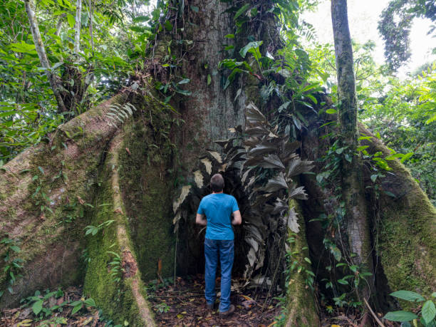 Man Looking at Ceiba Tree (Sumaumeira Tree), Rainforest, Amazon, Ecuador stock photo
