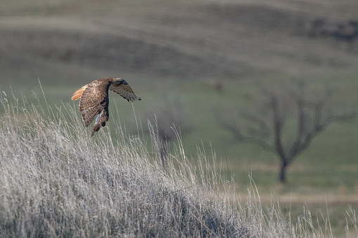 Red tailed hawk flying off a hill in Montana with wings down. This is central Montana in western USA.
