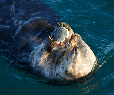 A close-up image of a sea otter eating a clam.