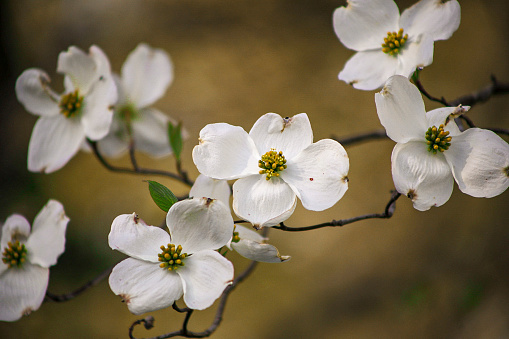 Dogwood tree in bloom in North Eastern Tennessee