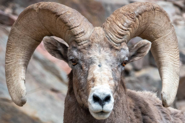 istock Bighorn Sheep - Big Thompson Canyon 1398223222