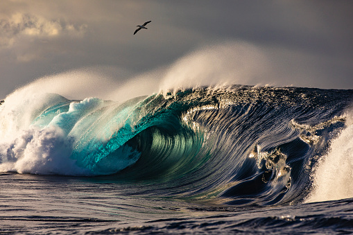 Large crashing blue wave with an albatross bird gliding over in golden morning light, an ocean scene with copy space.