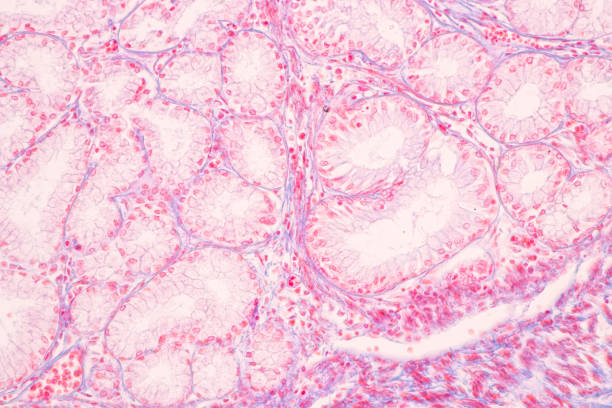 istock Tissue of Stomach Human under the microscope in Lab. 1398224946