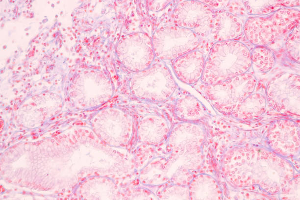 istock Tissue of Stomach Human under the microscope in Lab. 1398224947