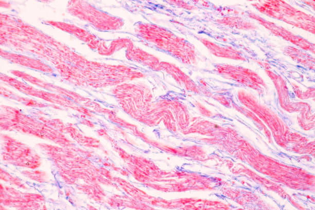istock Tissue of Stomach Human under the microscope in Lab. 1398224959
