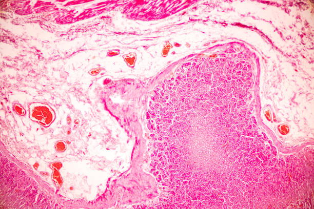 istock Tissue of Stomach Human under the microscope in Lab. 1398224971