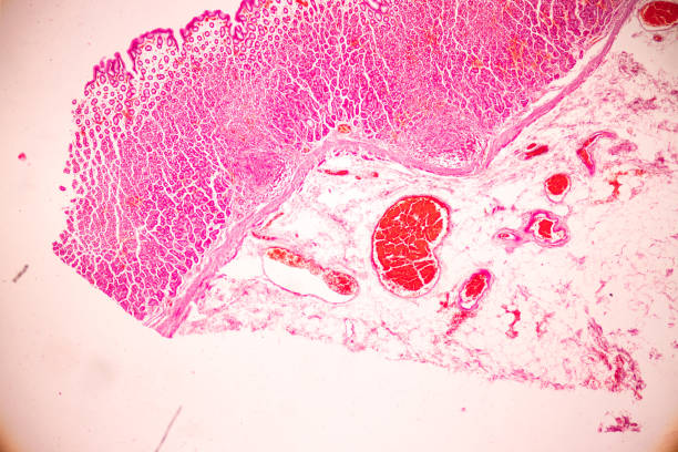 istock Tissue of Stomach Human under the microscope in Lab. 1398224976