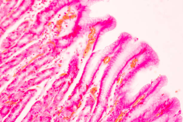 istock Tissue of Stomach Human under the microscope in Lab. 1398225114