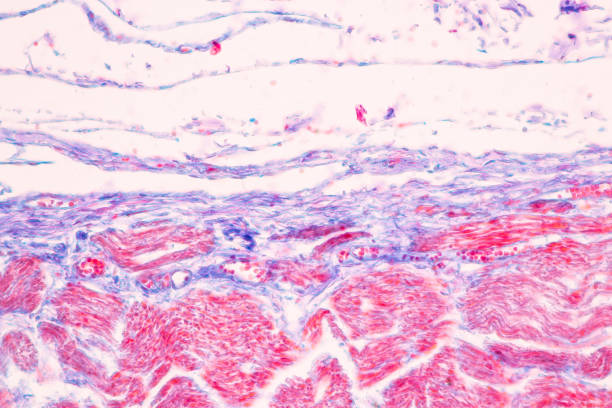istock Tissue of Stomach Human under the microscope in Lab. 1398225281