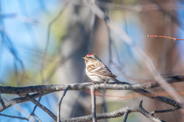 istock Common redpoll female, cute bird with bright red patch on its forehead sits on tree branch without leaves in sunny spring day. 1398225285