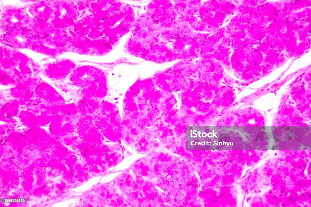 Apendix Under Microscope Tissue Of Small Intestine And Vermiform Appendix Human Under The ...