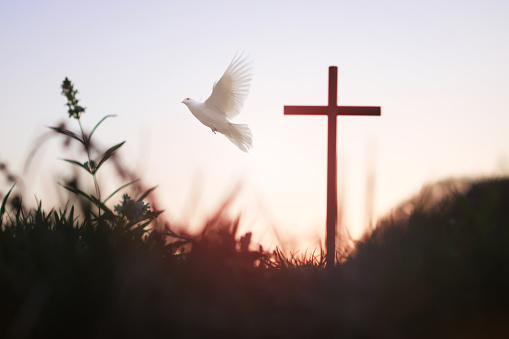 The sunset forest white dove and the holy cross of Jesus Christ symbolize death and resurrection love.