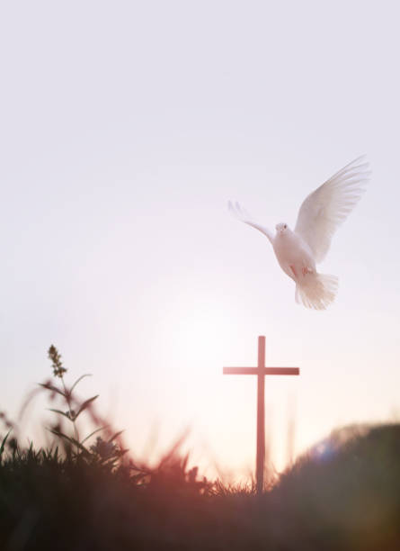 cruz santa brillante de jesucristo y paloma blanca - easter praying cross cross shape fotografías e imágenes de stock