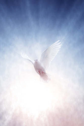 Una paloma blanca con sus alas extendidas y un brillante rayo de luz que se eleva hacia el cielo. photo